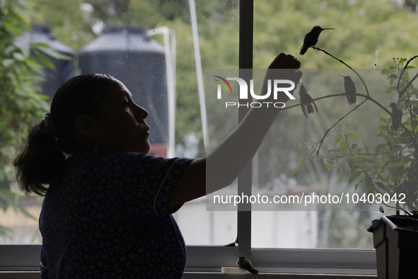 A domestic worker feeds hummingbirds with a dropper inside the apartment of Catia Lattouf, health coucher, rescuer and hummingbird keeper, w...