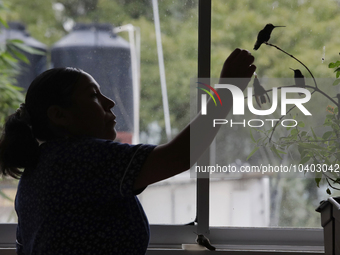 A domestic worker feeds hummingbirds with a dropper inside the apartment of Catia Lattouf, health coucher, rescuer and hummingbird keeper, w...