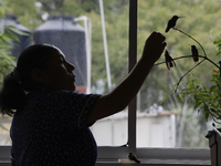 A domestic worker feeds hummingbirds with a dropper inside the apartment of Catia Lattouf, health coucher, rescuer and hummingbird keeper, w...