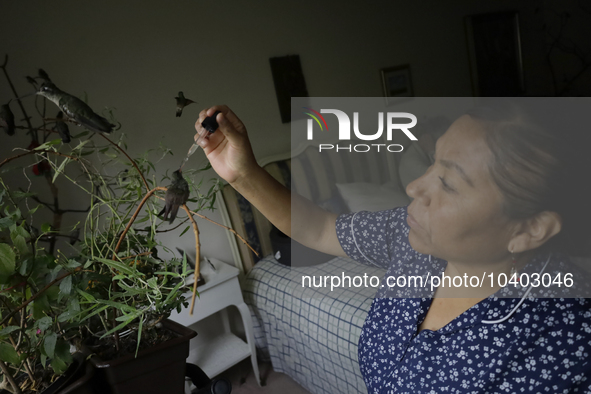 A domestic worker feeds hummingbirds with a dropper inside the apartment of Catia Lattouf, health coucher, rescuer and hummingbird keeper, w...