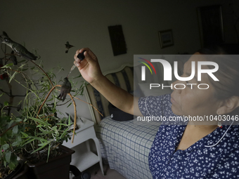 A domestic worker feeds hummingbirds with a dropper inside the apartment of Catia Lattouf, health coucher, rescuer and hummingbird keeper, w...