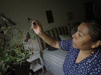 A domestic worker feeds hummingbirds with a dropper inside the apartment of Catia Lattouf, health coucher, rescuer and hummingbird keeper, w...