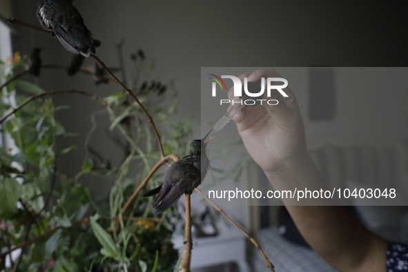 A domestic worker feeds hummingbirds with a dropper inside the apartment of Catia Lattouf, health coucher, rescuer and hummingbird keeper, w...