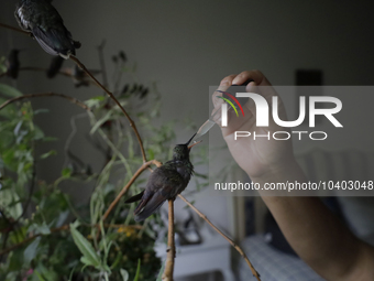 A domestic worker feeds hummingbirds with a dropper inside the apartment of Catia Lattouf, health coucher, rescuer and hummingbird keeper, w...