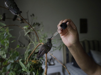 A domestic worker feeds hummingbirds with a dropper inside the apartment of Catia Lattouf, health coucher, rescuer and hummingbird keeper, w...