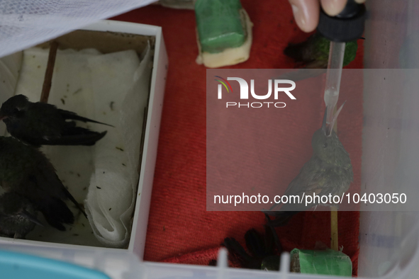 A domestic worker feeds hummingbirds with a dropper inside the apartment of Catia Lattouf, health coucher, rescuer and hummingbird keeper, w...