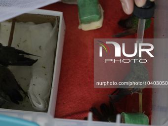 A domestic worker feeds hummingbirds with a dropper inside the apartment of Catia Lattouf, health coucher, rescuer and hummingbird keeper, w...