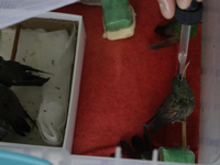 A domestic worker feeds hummingbirds with a dropper inside the apartment of Catia Lattouf, health coucher, rescuer and hummingbird keeper, w...