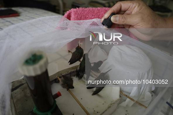 A domestic worker feeds hummingbirds with a dropper inside the apartment of Catia Lattouf, health coucher, rescuer and hummingbird keeper, w...