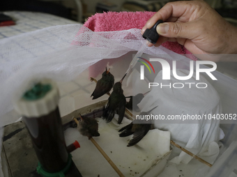 A domestic worker feeds hummingbirds with a dropper inside the apartment of Catia Lattouf, health coucher, rescuer and hummingbird keeper, w...