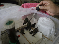 A domestic worker feeds hummingbirds with a dropper inside the apartment of Catia Lattouf, health coucher, rescuer and hummingbird keeper, w...