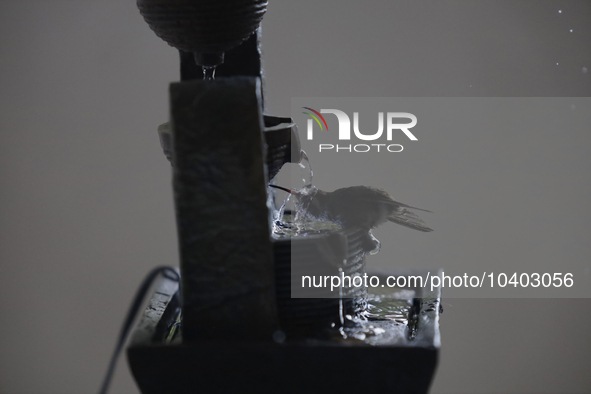 A hummingbird bathes in a fountain installed by Catia Lattouf, health coach, rescuer and hummingbird keeper, inside her apartment in Mexico...