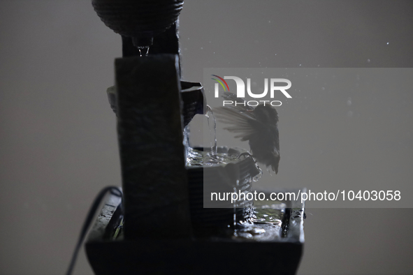 A hummingbird bathes in a fountain installed by Catia Lattouf, health coach, rescuer and hummingbird keeper, inside her apartment in Mexico...