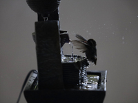 A hummingbird bathes in a fountain installed by Catia Lattouf, health coach, rescuer and hummingbird keeper, inside her apartment in Mexico...