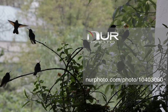 Hummingbirds inside the apartment of Catia Lattouf, health coach, rescuer and hummingbird keeper, who lives in Mexico City. 