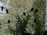 Hummingbirds inside the apartment of Catia Lattouf, health coach, rescuer and hummingbird keeper, who lives in Mexico City. (