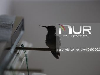 Hummingbird inside the apartment of Catia Lattouf, health coach, rescuer and hummingbird keeper, who lives in Mexico City. (