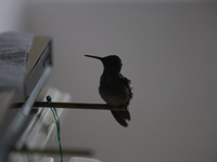 Hummingbird inside the apartment of Catia Lattouf, health coach, rescuer and hummingbird keeper, who lives in Mexico City. (