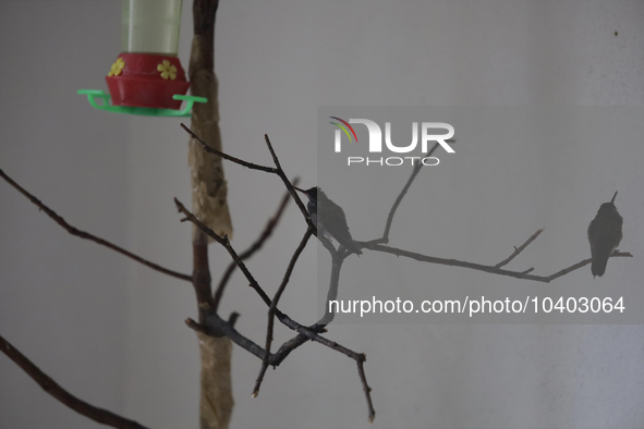 Hummingbirds inside the apartment of Catia Lattouf, health coach, rescuer and hummingbird keeper, who lives in Mexico City. 