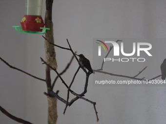 Hummingbirds inside the apartment of Catia Lattouf, health coach, rescuer and hummingbird keeper, who lives in Mexico City. (