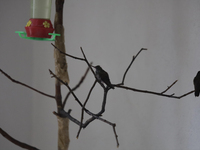 Hummingbirds inside the apartment of Catia Lattouf, health coach, rescuer and hummingbird keeper, who lives in Mexico City. (