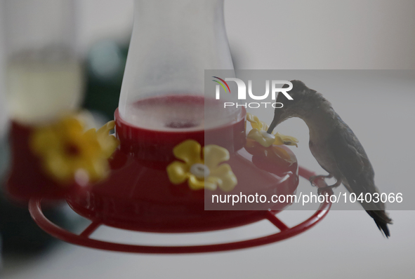 A hummingbird feeds from a drinker installed by Catia Lattouf, health coucher, rescuer and hummingbird keeper, inside her apartment in Mexic...