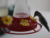 A hummingbird feeds from a drinker installed by Catia Lattouf, health coucher, rescuer and hummingbird keeper, inside her apartment in Mexic...