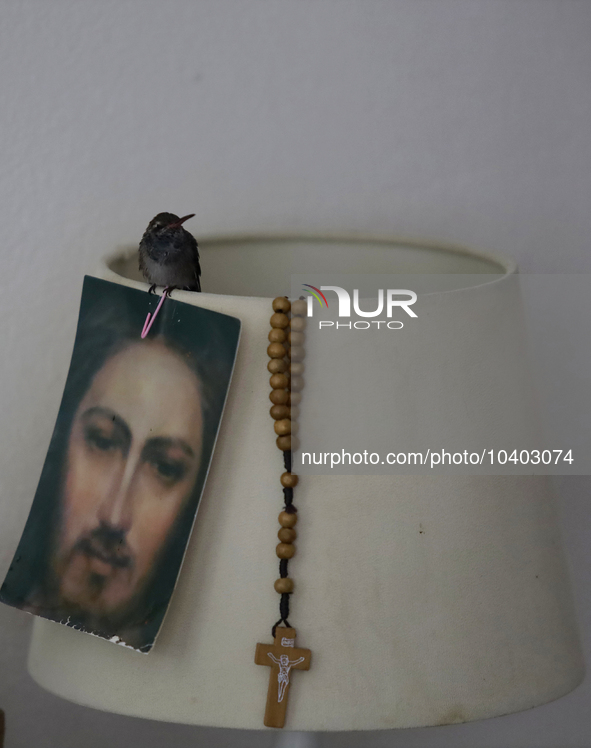 A hummingbird on a lamp together with the image of Jesus Christ and a rosary inside the apartment of Catia Lattouf, health coach, rescuer an...