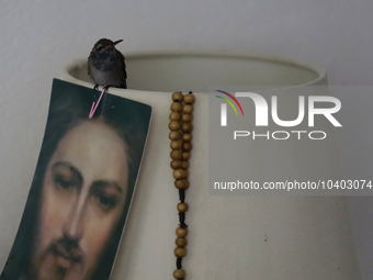 A hummingbird on a lamp together with the image of Jesus Christ and a rosary inside the apartment of Catia Lattouf, health coach, rescuer an...