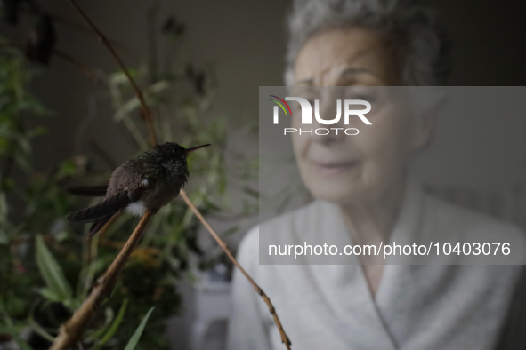 Catia Lattouf, health coucher, hummingbird rescuer and keeper, feeds hummingbirds inside her apartment in Mexico City. 