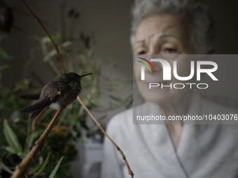 Catia Lattouf, health coucher, hummingbird rescuer and keeper, feeds hummingbirds inside her apartment in Mexico City. (