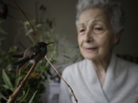 Catia Lattouf, health coucher, hummingbird rescuer and keeper, feeds hummingbirds inside her apartment in Mexico City. (