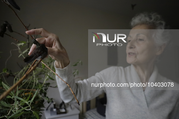 Catia Lattouf, health coucher, hummingbird rescuer and keeper, feeds hummingbirds inside her apartment in Mexico City. 