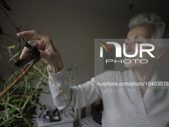 Catia Lattouf, health coucher, hummingbird rescuer and keeper, feeds hummingbirds inside her apartment in Mexico City. (