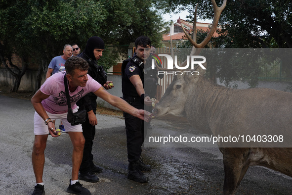 

Police officers and citizens are trying to give food to a deer that escaped the fire on Mount Parnitha in Athens, Greece, on  August 23,...