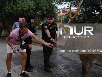 

Police officers and citizens are trying to give food to a deer that escaped the fire on Mount Parnitha in Athens, Greece, on  August 23,...