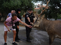 

Police officers and citizens are trying to give food to a deer that escaped the fire on Mount Parnitha in Athens, Greece, on  August 23,...