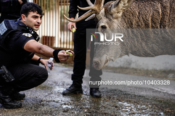 

Police officers and citizens are trying to give food to a deer that escaped the fire on Mount Parnitha in Athens, Greece, on  August 23,...