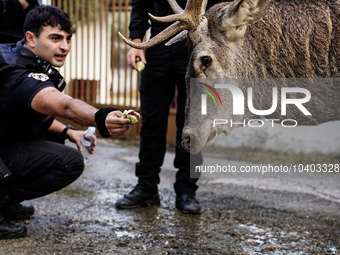 

Police officers and citizens are trying to give food to a deer that escaped the fire on Mount Parnitha in Athens, Greece, on  August 23,...