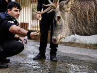 

Police officers and citizens are trying to give food to a deer that escaped the fire on Mount Parnitha in Athens, Greece, on  August 23,...