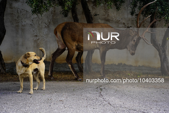 

A deer has escaped the fire on Mount Parnitha in Athens, Greece, on August 23, 2023 