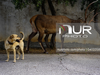 

A deer has escaped the fire on Mount Parnitha in Athens, Greece, on August 23, 2023 (