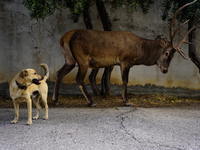 

A deer has escaped the fire on Mount Parnitha in Athens, Greece, on August 23, 2023 (