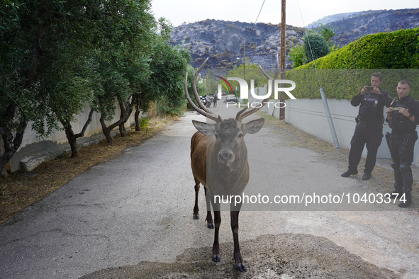 

A deer has escaped the fire on Mount Parnitha in Athens, Greece, on August 23, 2023 