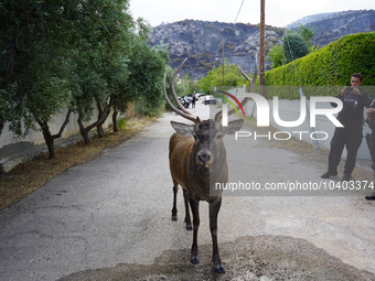 

A deer has escaped the fire on Mount Parnitha in Athens, Greece, on August 23, 2023 (