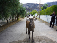 

A deer has escaped the fire on Mount Parnitha in Athens, Greece, on August 23, 2023 (