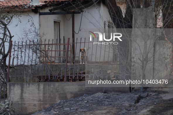 A dog in a destroyed house from the fire on Mount Parnitha in Athens, Greece, on August 23rd, 2023 