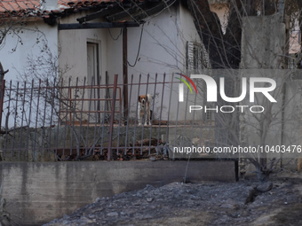 A dog in a destroyed house from the fire on Mount Parnitha in Athens, Greece, on August 23rd, 2023 (