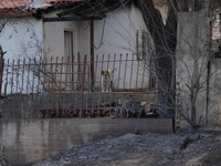 A dog in a destroyed house from the fire on Mount Parnitha in Athens, Greece, on August 23rd, 2023 (