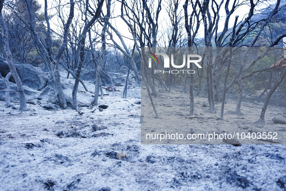 Ashes and burnt trees from the wildfire on Mount Parnitha in Athens, Greece, on  August 23, 2023 